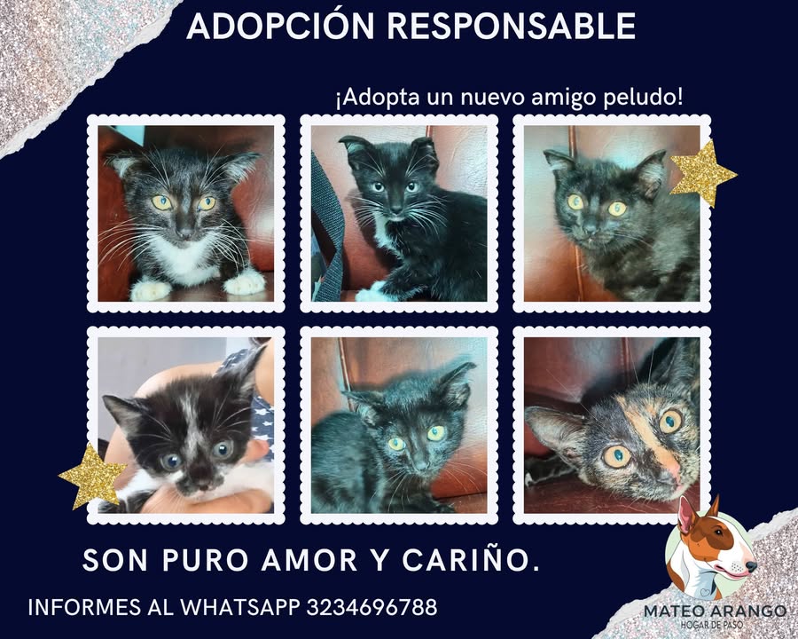 Adopta un nuevo amigo peludo en Manizales 