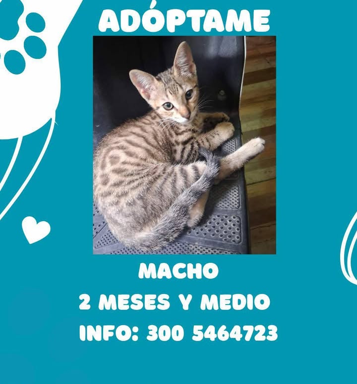 Gatita en adopción en Pereira 