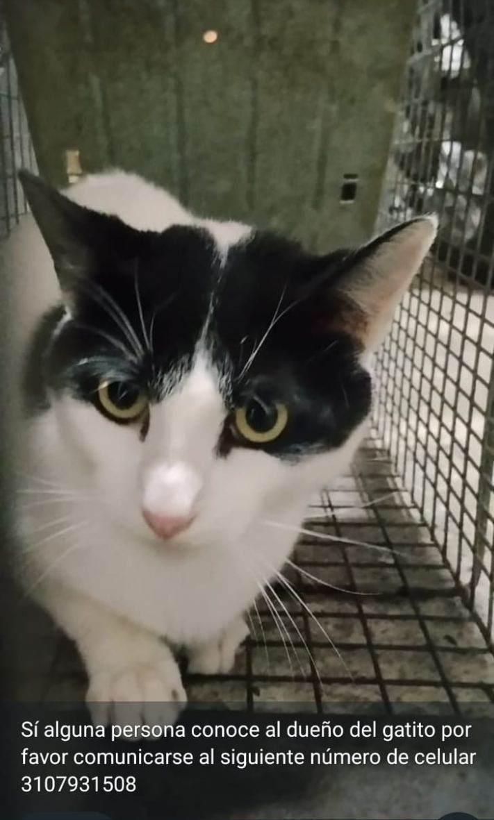 Gatito encontrado en Neira, Caldas 