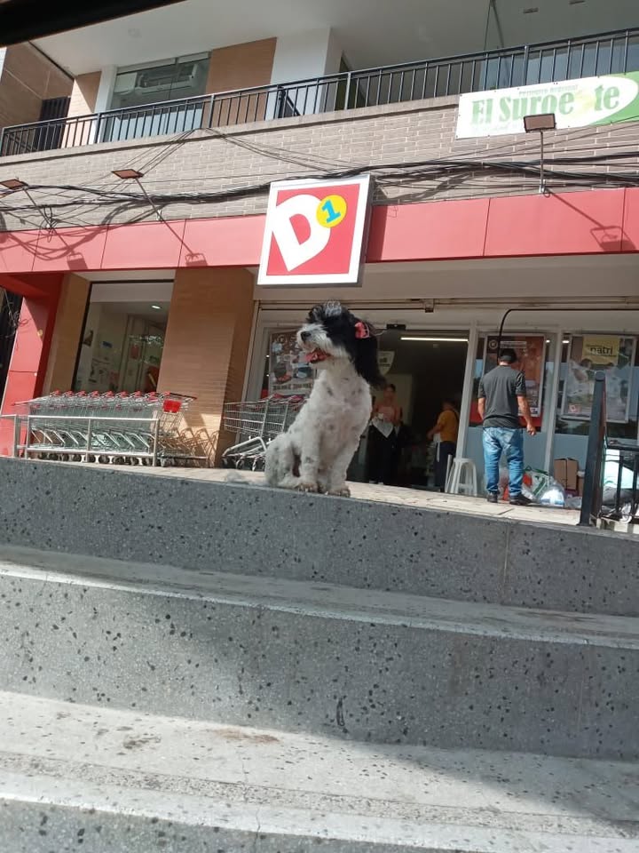 Perrita encontrada en el parque de Amagá, Antioquia 