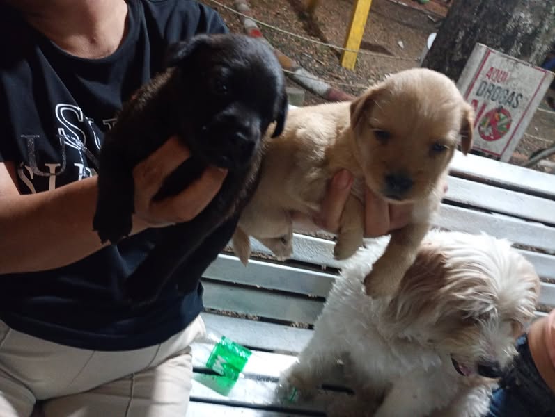 Cachorros mestizos buscando un hogar amoroso en Cali 