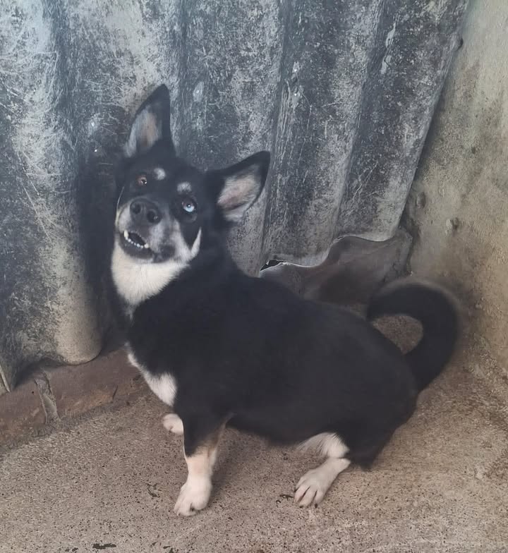 Linda Perrita en busca de Hogar Responsable en Pereira 
