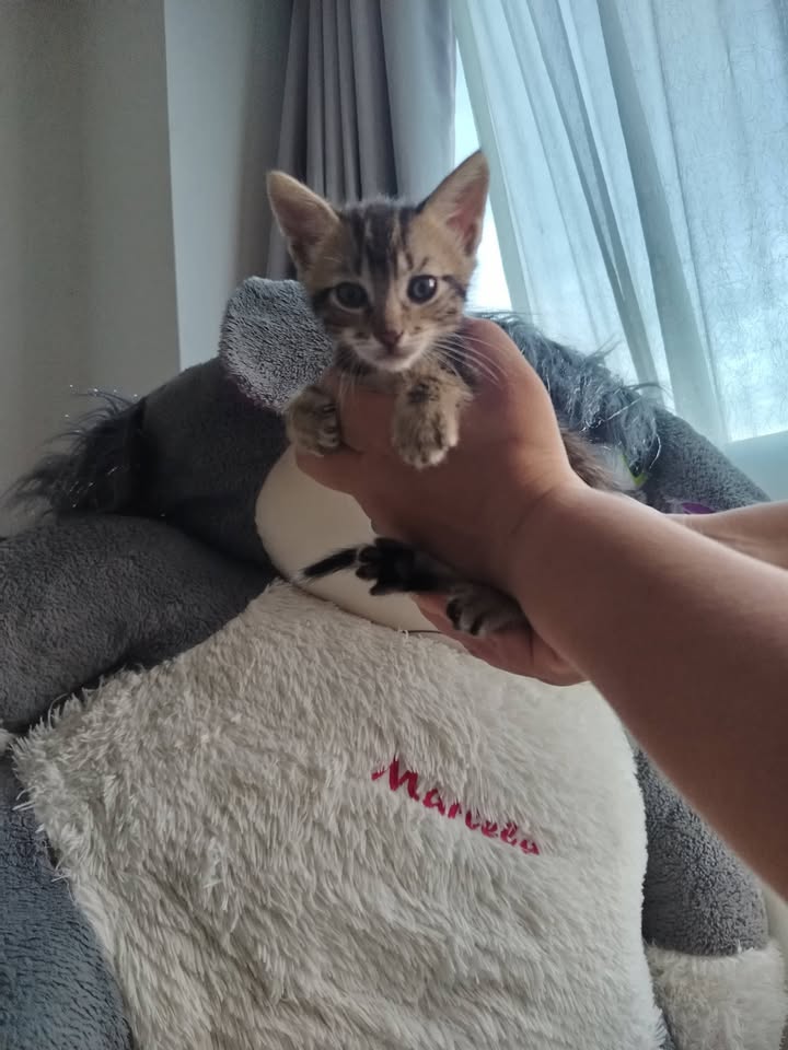Adopción gatitos Bogotá 