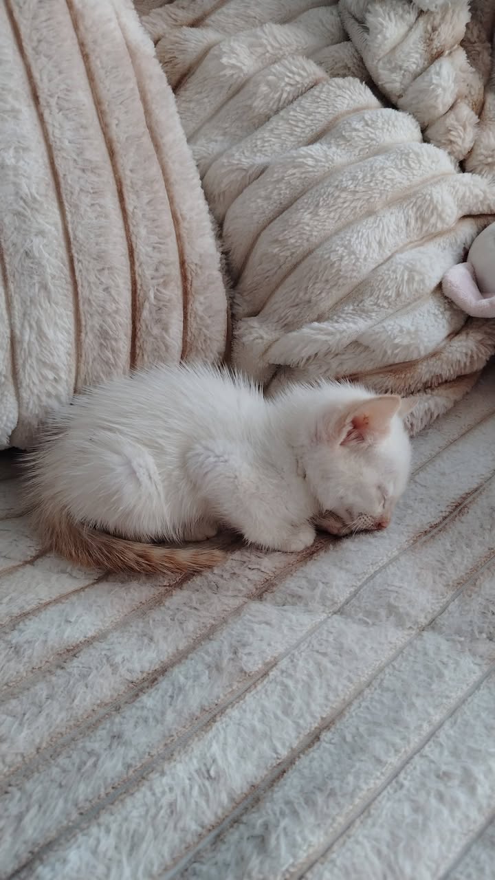 Adopción gatitos Bogotá 