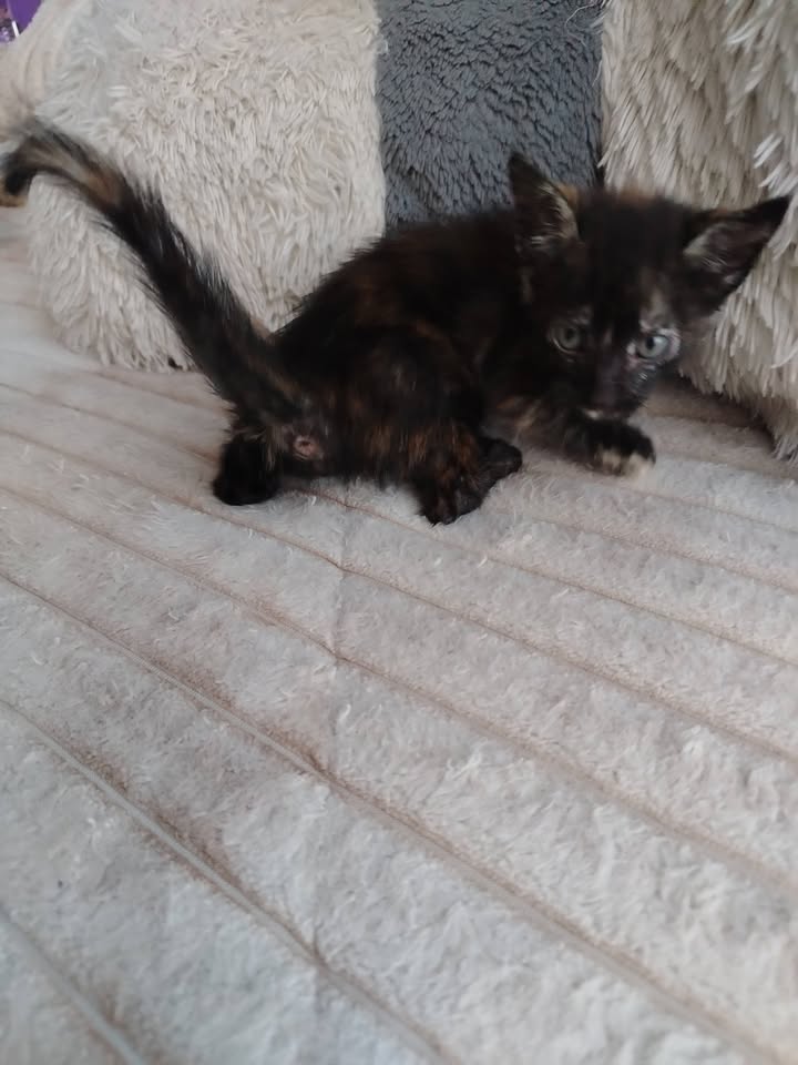 Adopción gatitos Bogotá 