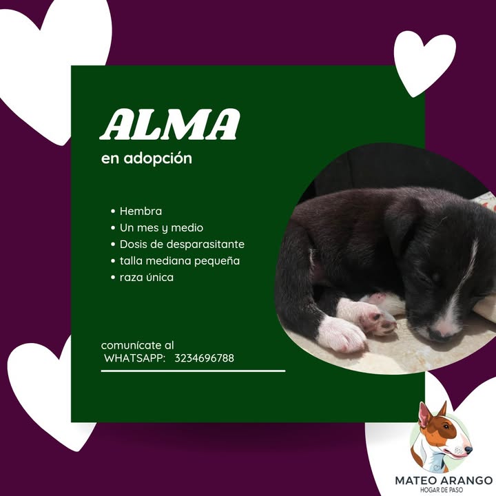 Adopción de perrita llamada Alma en Manizales 