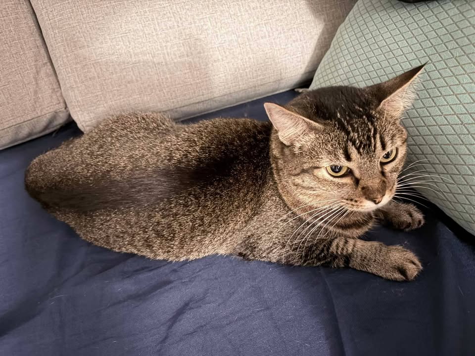 Gatitas Mamá e Hija en adopción responsable en Pereira 