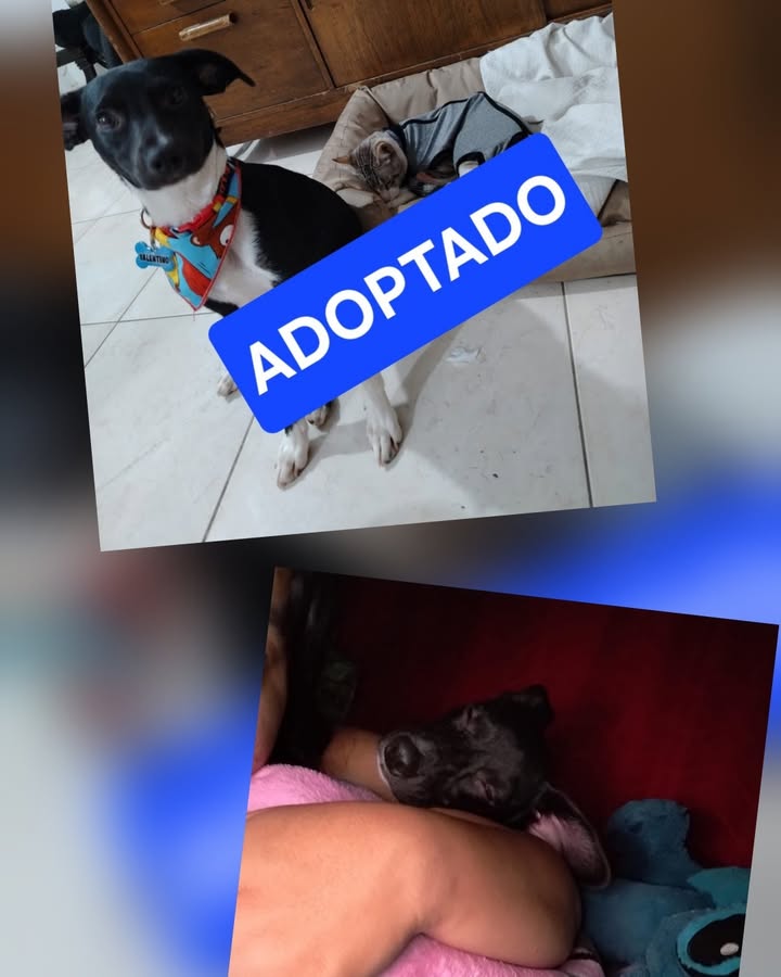 Cachorrito Valentino Adoptado en Armenia, Quindío 