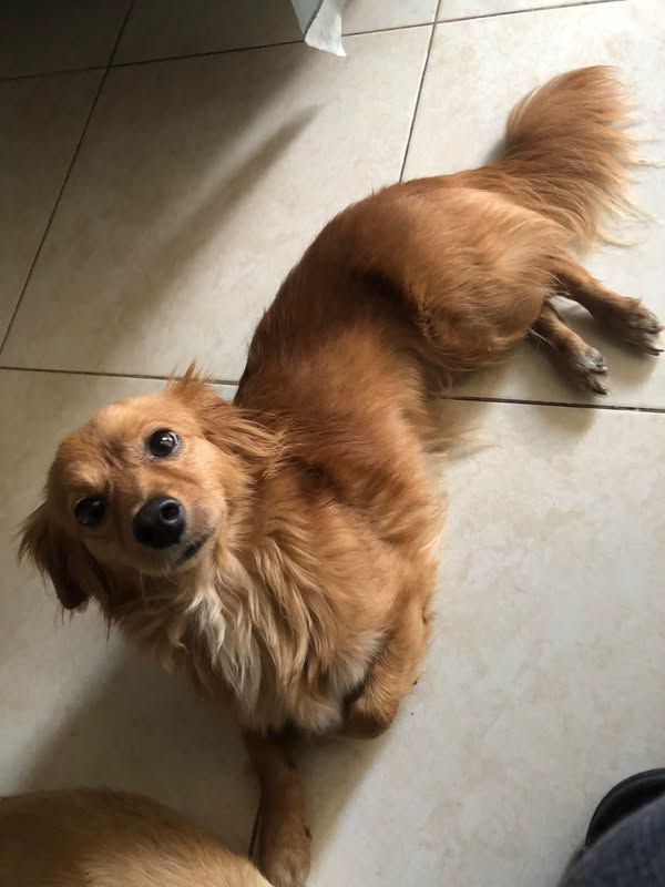 Perro de adopción en Cali 