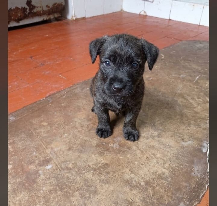 Cachorro de 2 meses en adopción responsable en Tuluá 