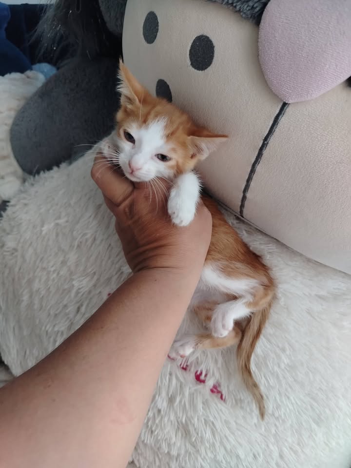 Adopción gatitos Bogotá 