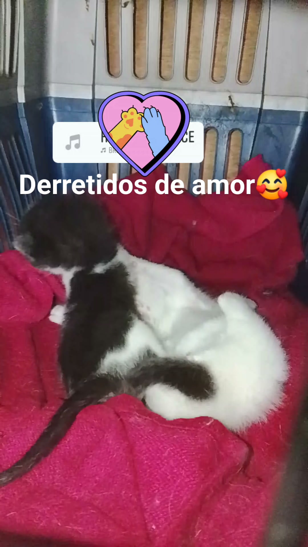 Gatitos âDerretidos de amorâ en Neira para adopción 