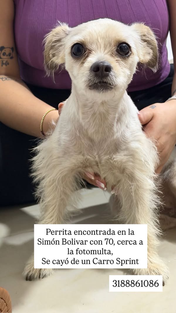 Perrita encontrada en la Avenida Simón Bolívar con 70, Cali 