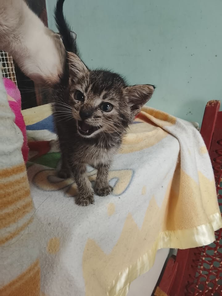Gatita encontrada en Neira, Caldas con parásitos y problema de piel 