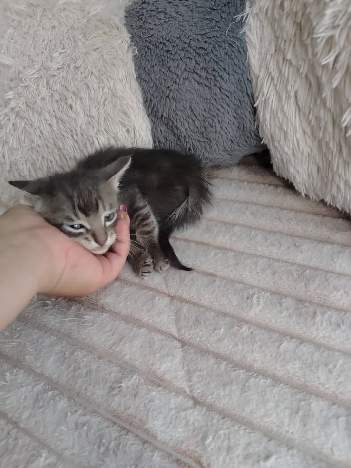 Adopción gatitos Bogotá 