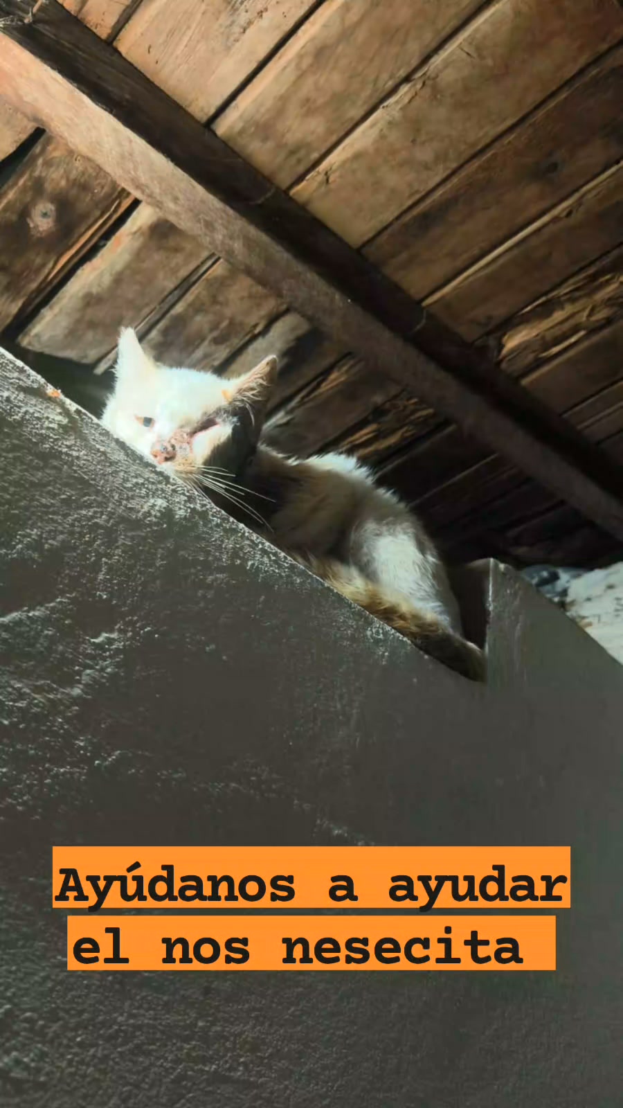 Gatito encontrado con herida en Amagá, Antioquia 
