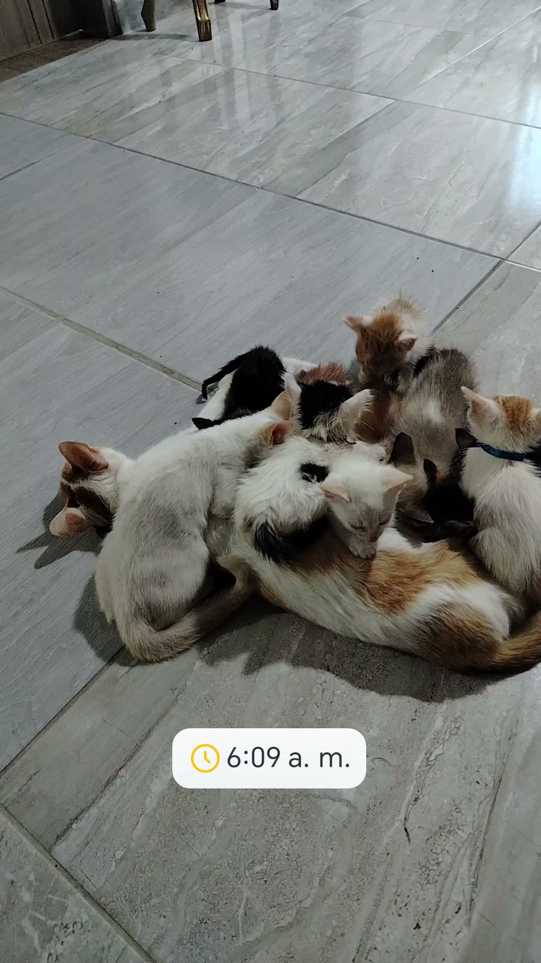 Adoptar gatitos en Bogotá 