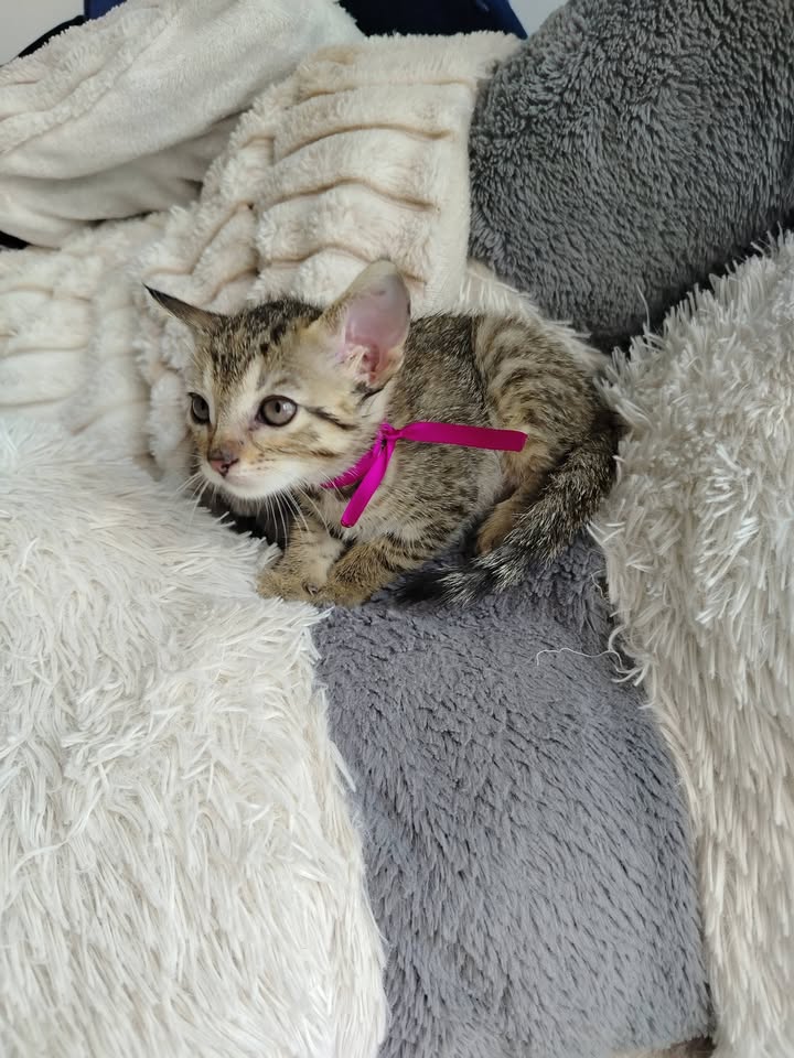 Adopción gatitos Bogotá 