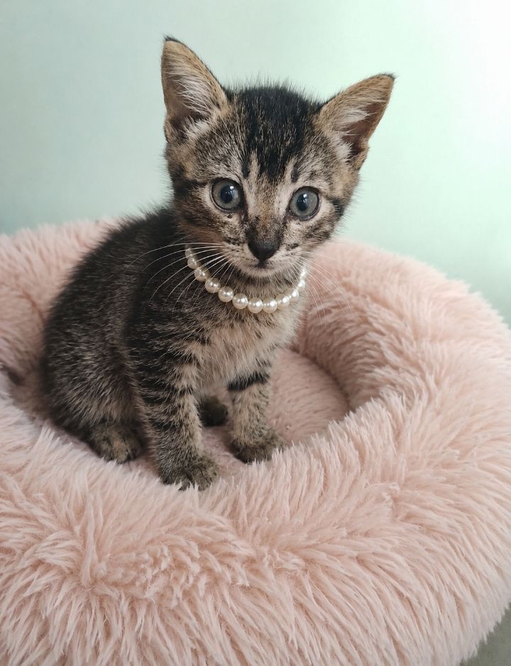 Gatito atigrado gris y negro con ojos azules en adopción en Neira, Caldas 