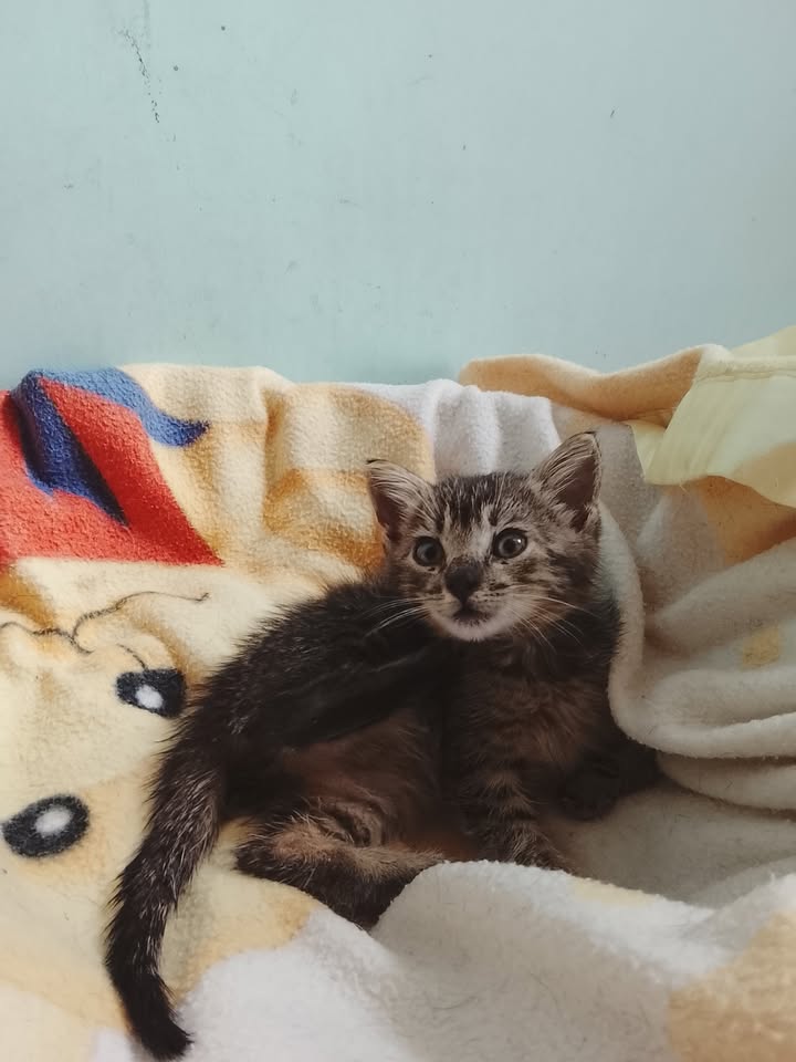 Gatita encontrada en Neira, Caldas con parásitos y problema de piel 