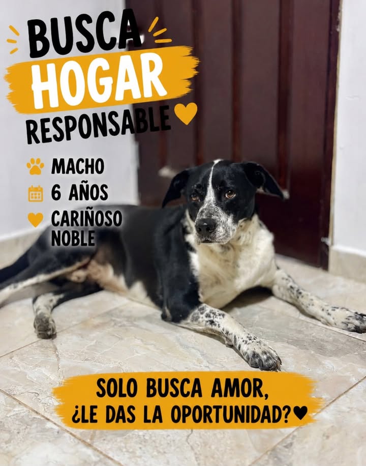 Adorable perro busca hogar responsable en Neira, Caldas 