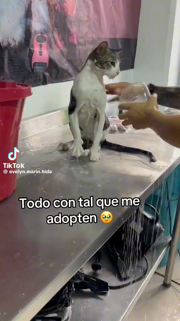 Gato atigrado para adopción en Bogotá 
