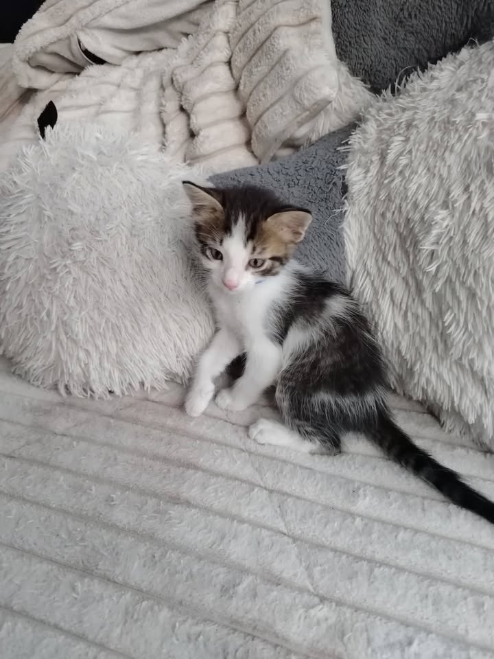Adopción gatitos Bogotá 