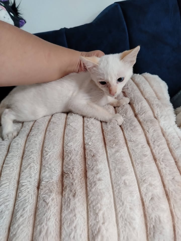 Adopción gatitos Bogotá 
