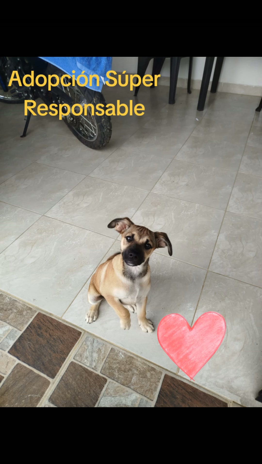 Adopta a Nala, una perrita joven y juguetona de 8 meses en Tuluá 