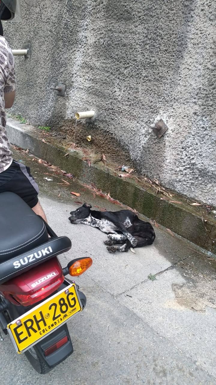 Perra atropellada en Amagá, Antioquia - Buscando familia 