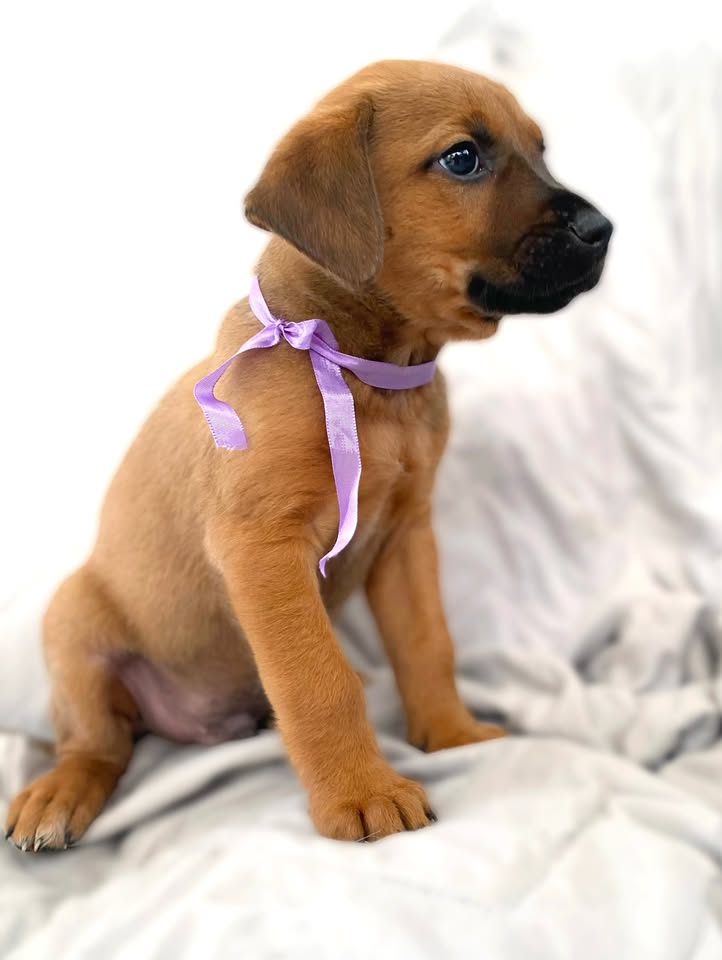 Adopción de cachorro "Arbolito dormilón" en Bogotá 