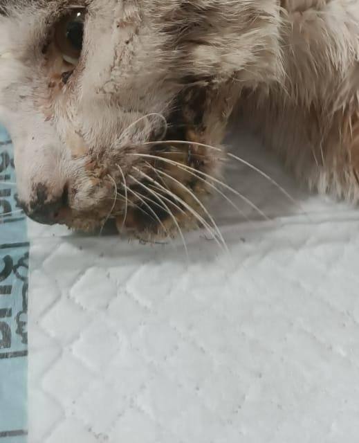Gatito encontrado en Amagá en muy mal estado 