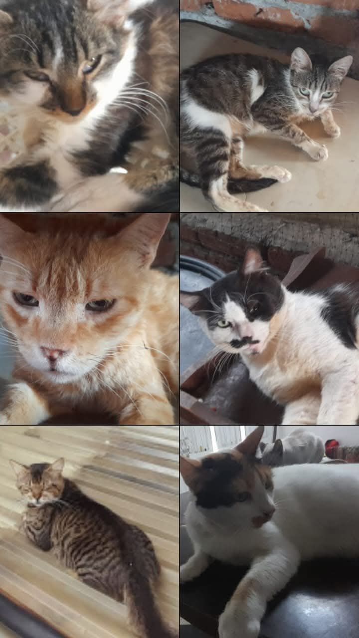 Adopción responsable de gatos en Tuluá, Valle 