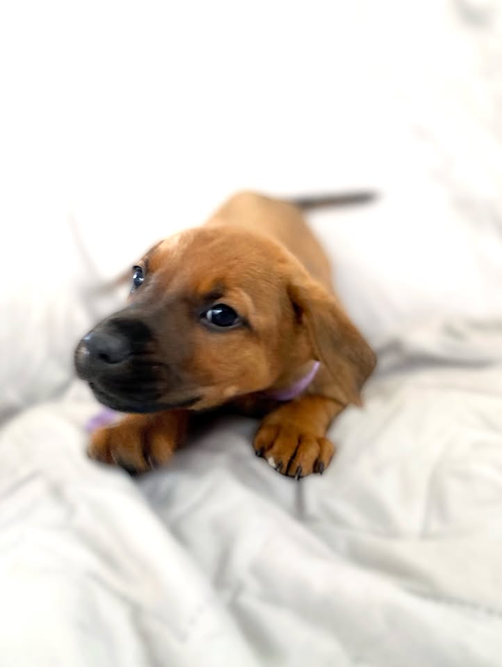Adopción de cachorro "Arbolito dormilón" en Bogotá 