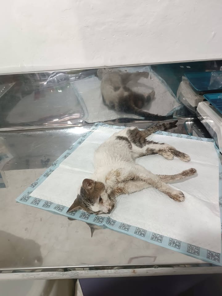 Gatito encontrado en Amagá en muy mal estado 