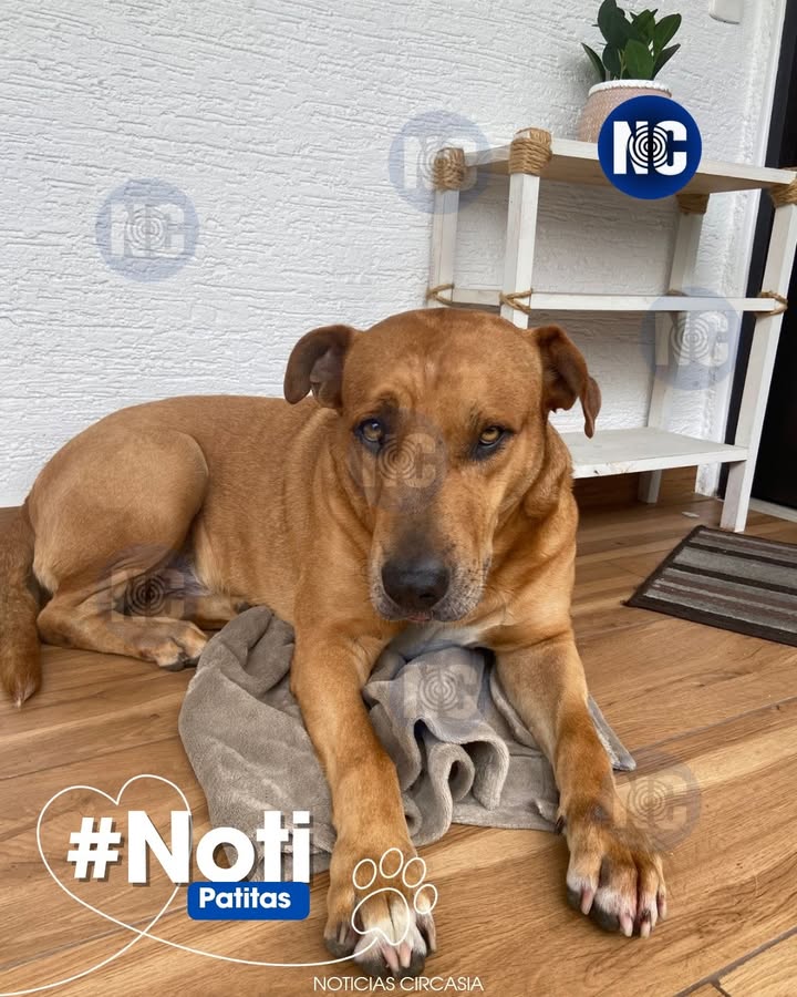 Perrito noble encontrado en Circasia, Quindío busca dueños 