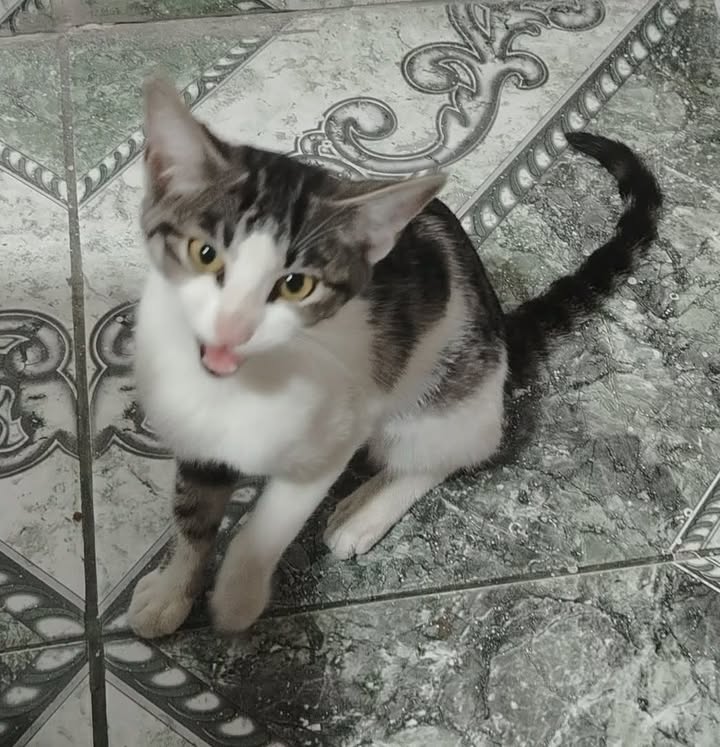 Gato encontrado en San Fernando la playa Cuba, Pereira 