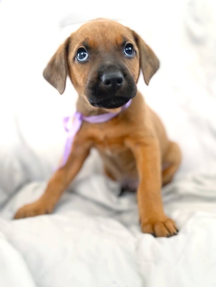 Adopción de cachorro "Arbolito dormilón" en Bogotá 