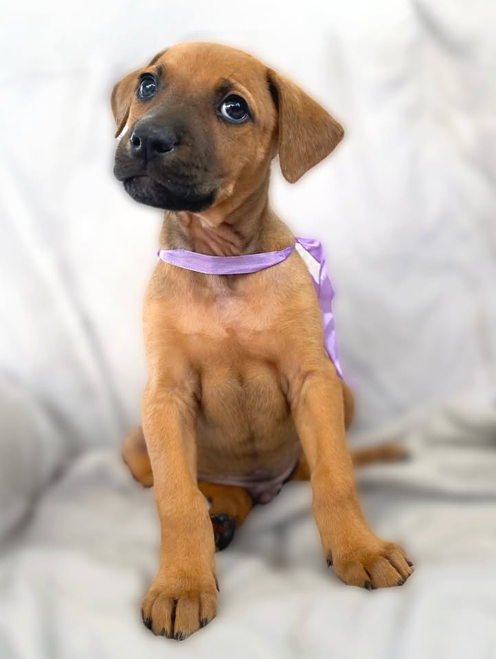 Cachorro juguetón y tierno en adopción en Bogotá 