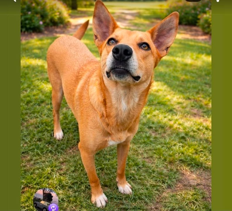 Adopción de perra Luna en Armenia, Quindío 
