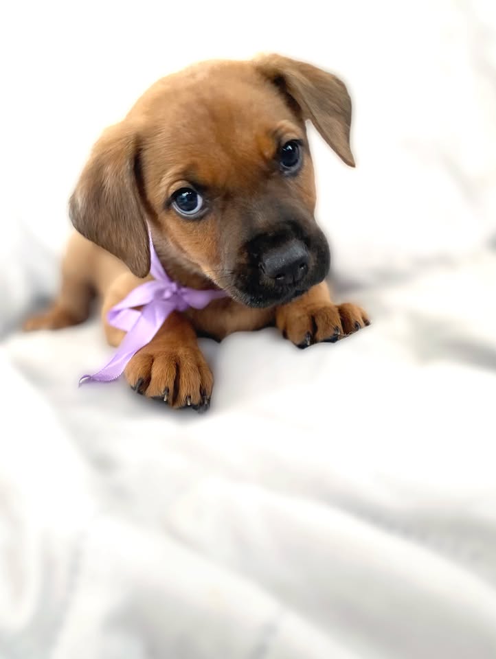 Adopción de cachorro "Arbolito dormilón" en Bogotá 
