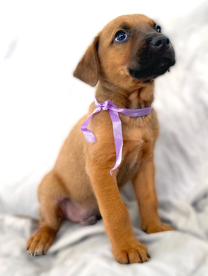 Adopción de cachorro "Arbolito dormilón" en Bogotá 