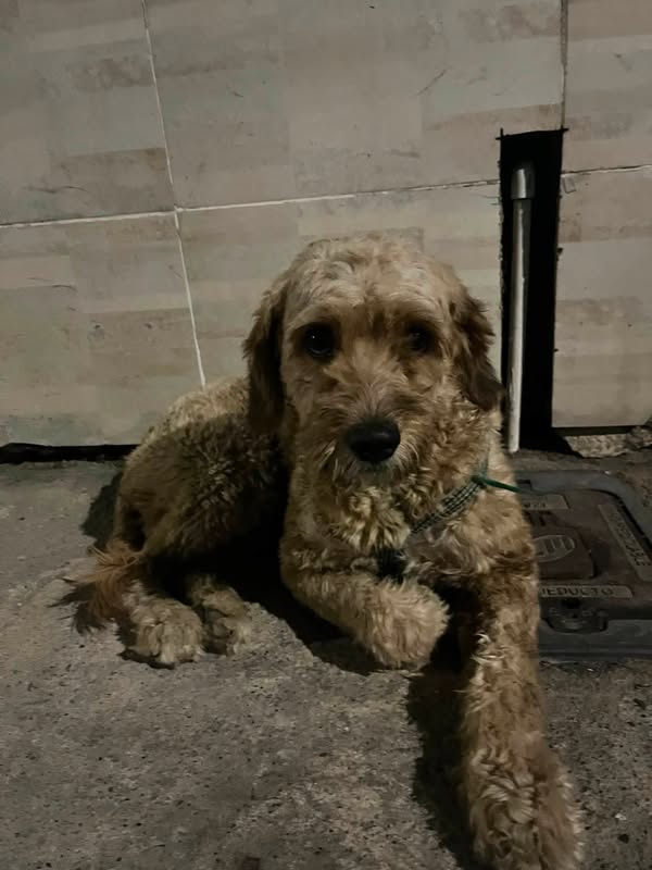 Perro encontrado en Cali 