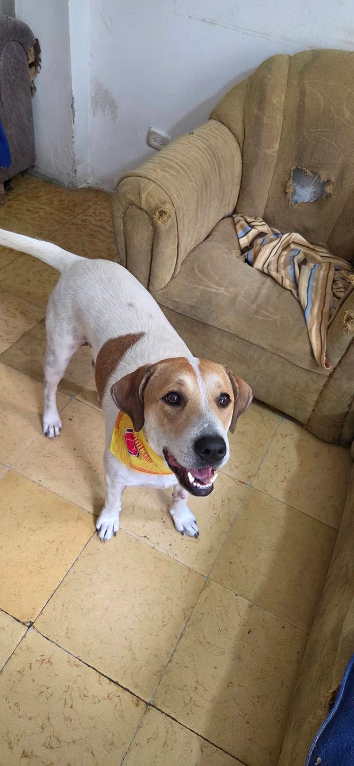 Adopción de perra Luna en Armenia, Quindío 