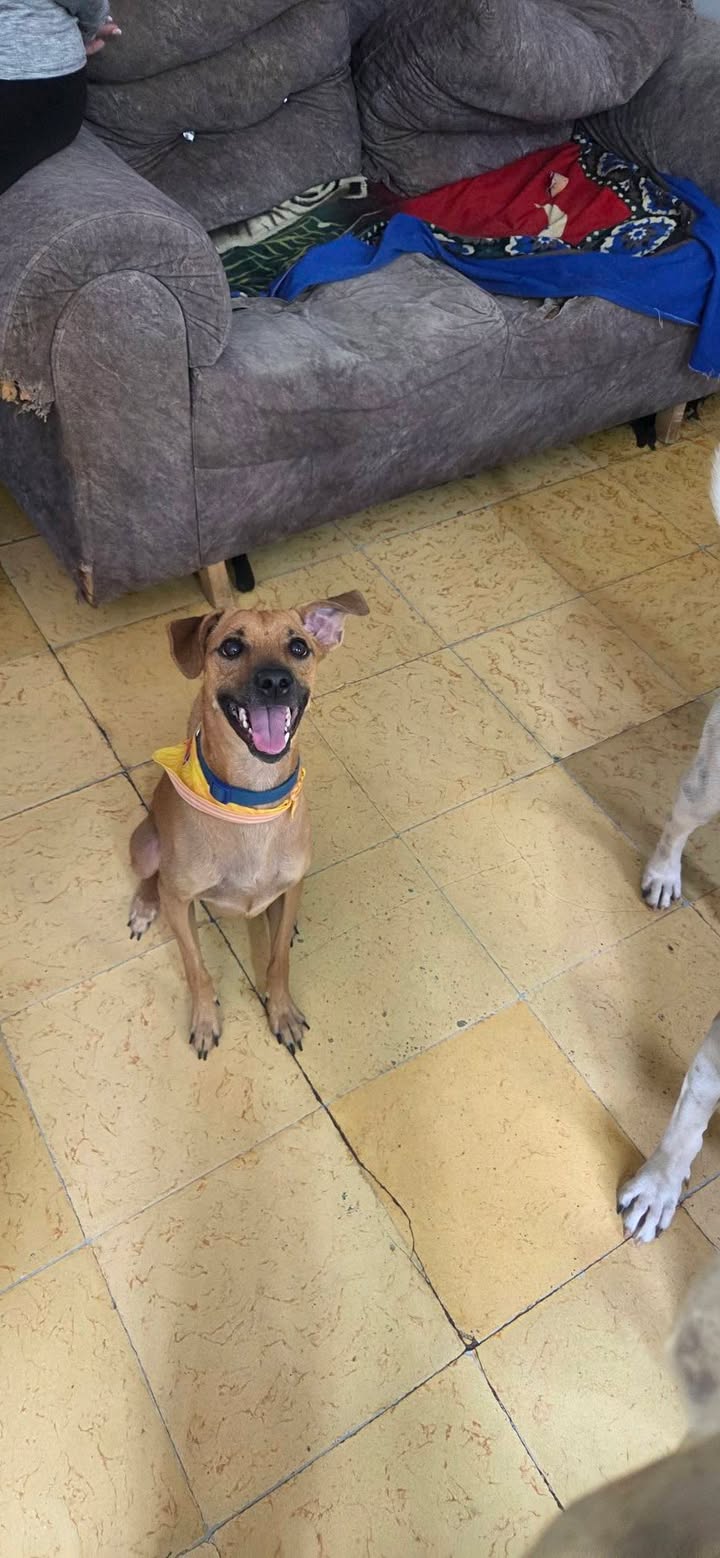 Adopción de perra Luna en Armenia, Quindío 