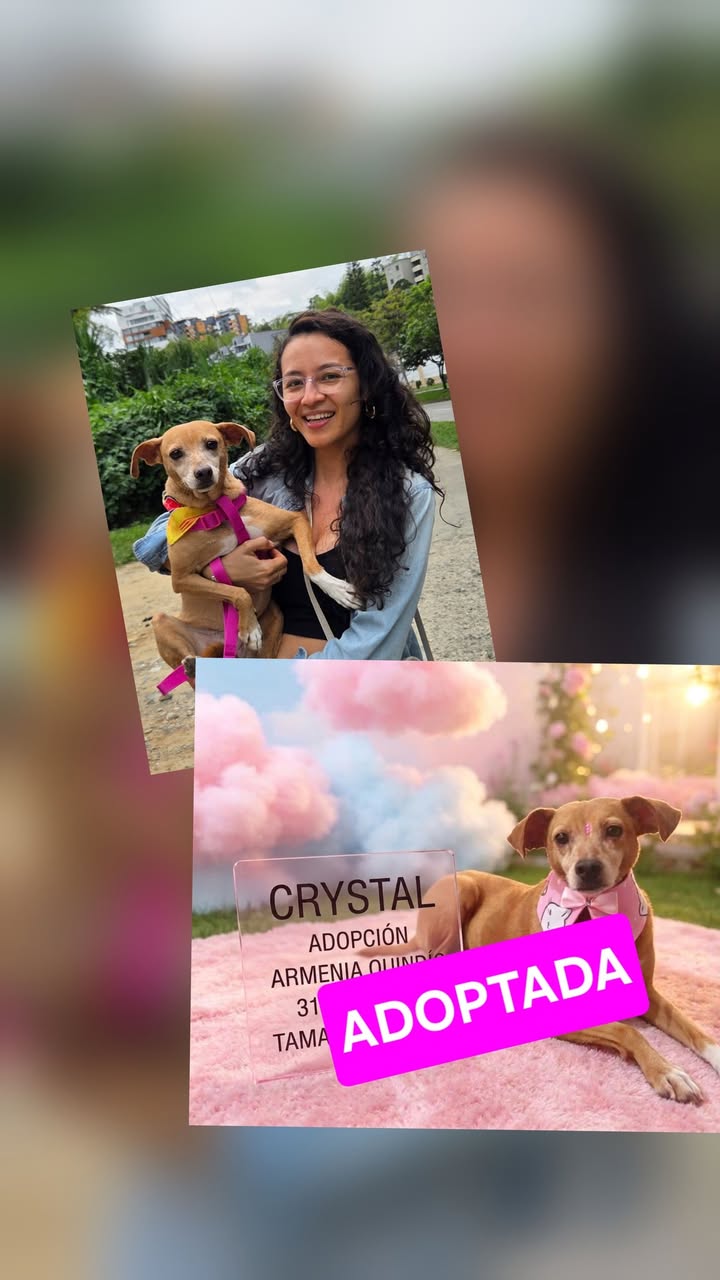 Crystal adoptada en Armenia, Quindío 