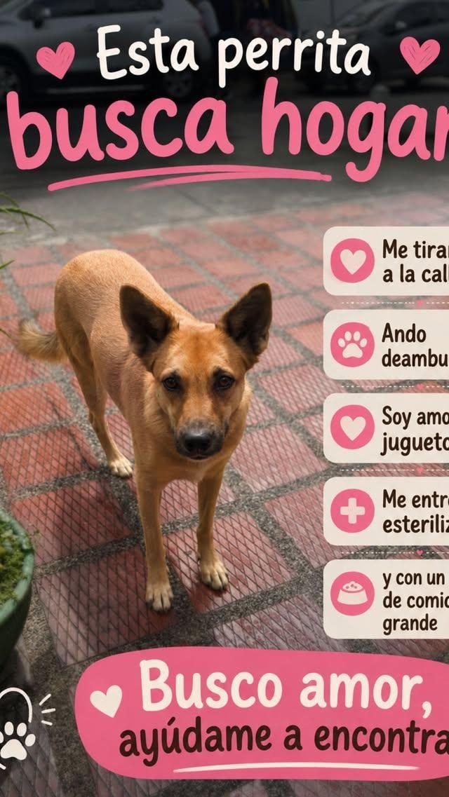 Perra en adopción en Tuluá 