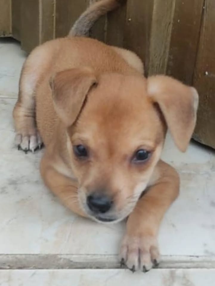 Cachorro de raza pequeña busca hogar en Pereira 
