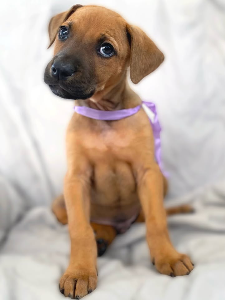 Cachorro juguetón y tierno en adopción en Bogotá 