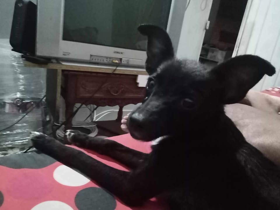 Perro Negro Encontrado en Tuluá 